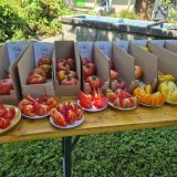 Une septantaine de variétés de tomates sont actuellement cultivées aux Evouettes sur mandat de l'OFAG